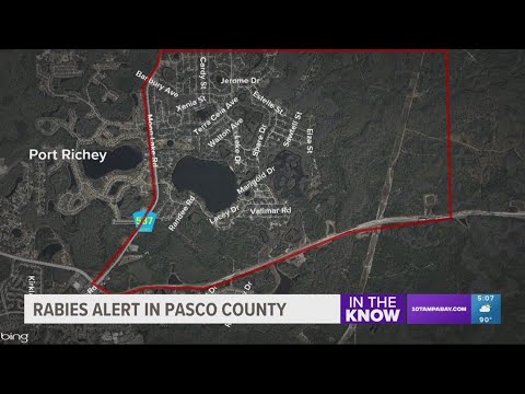 Rabies alert issued in Pasco County after cat tests positive