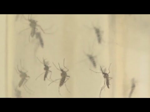 Local Dengue case in Hillsborough County