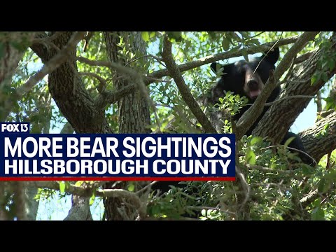 More black bear sightings in Hillsborough County