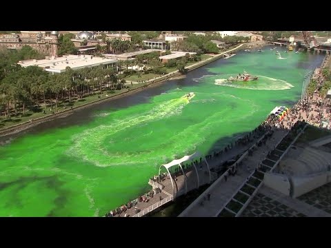 Hillsborough River goes green